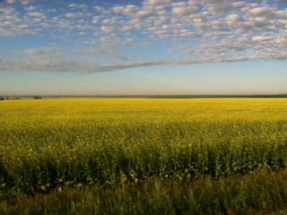 “Crossing Saskatchewan”